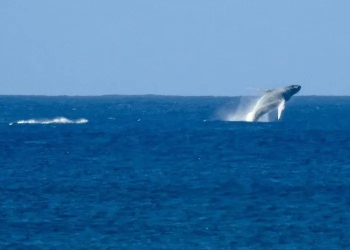 Aloha Surf - Kahala Hui #4